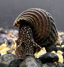 2 Giant Towuti Yellow Spotted Rabbit Snails (TYLOMELANIA TOWUTENSIS) - AquaticMotiv