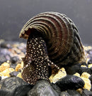 2 Giant Towuti Yellow Spotted Rabbit Snails with black and white spotted shells