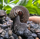 2 Giant Towuti Yellow Spotted Rabbit Snails (Tylomelania towutensis) - [AquaticMotiv]