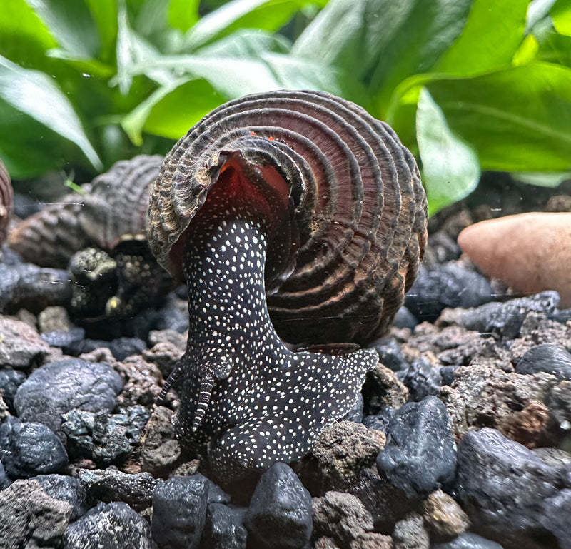 2 Giant Towuti Yellow Spotted Rabbit Snails (Tylomelania towutensis) - [AquaticMotiv]
