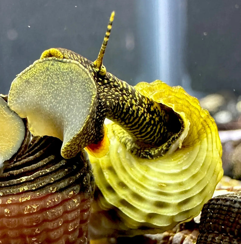 Himalayan Rabbit Snails That Add Charm and Balance to Aquariums ...
