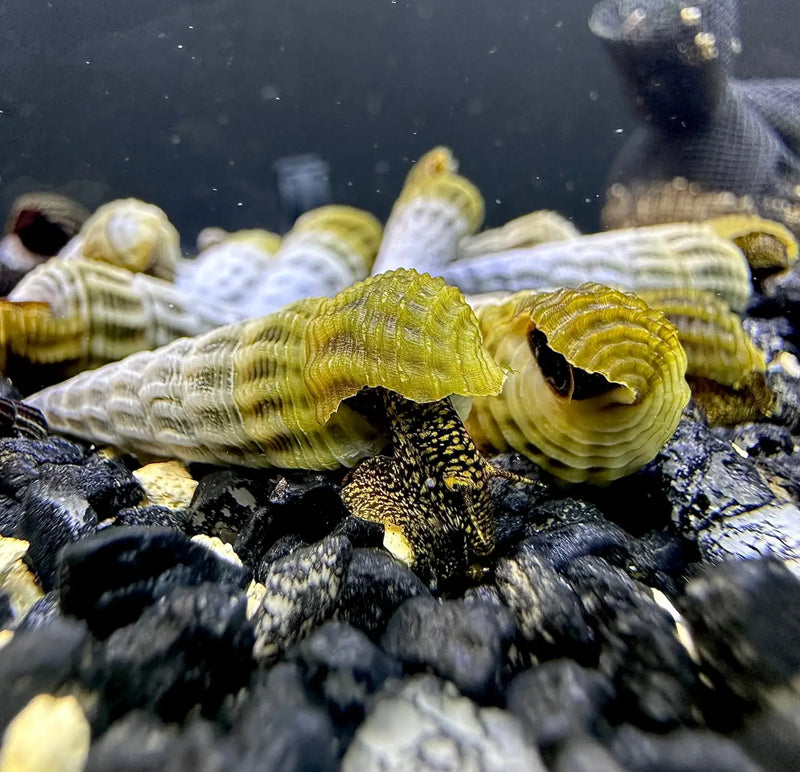 Himalayan Rabbit Snails That Add Charm and Balance to Aquariums ...