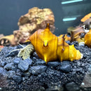 Vibrant yellow 2 horned pagoda snail with intricate ridges and pointed apex resting on dark gravel