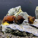 Three brown glossy 2 horned pagoda snails with dark textured shells resting on a gray rock in an aquarium