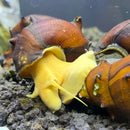A vibrant yellow 2 horned pagoda snail with a glossy brown shell and long antennae emerging from its shell