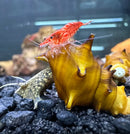 A vibrant red shrimp perched on a glossy golden-yellow 2 horned pagoda snail shell brotia pagodula