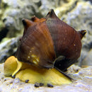 A brown spiky-shelled 2 horned pagoda snail with a vibrant yellow body resting on a textured rock surface