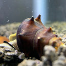 A dark brown spiky 2 horned pagoda snail with a glossy shell resting among rocks in an aquarium