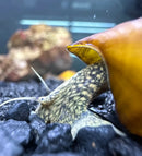 A yellow and black patterned 2 horned pagoda snail with a glossy curved shell partially emerging from its home