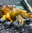 A yellow and brown spotted 2 horned pagoda snail with a leaf-like shell resting on dark gravel and golden brown leaves