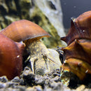 2 Horned Pagoda Snail (Brotia Pagodula) - AquaticMotiv
