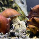 A brown two horned pagoda snail with a spiral shell and mottled yellow gray body on dark gravel