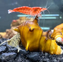 A vibrant red 2 horned pagoda snail with white-tipped antennae on a glossy golden-yellow conch shell