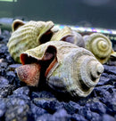 A textured beige and gray spiral shell with a reddish orange interior and speckled mantle in miratesta celebensis snails