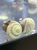 Two light beige and brown Miratesta celebensis snails with ridged spiral shells resting inside a clear aquarium
