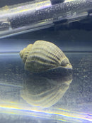 A textured beige and brown striped spiral seashell of 2 miratesta celebensis snails resting on aquarium glass surface