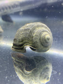 A textured olive green spiral seashell with concentric ridges and slightly open aperture from 2 miratesta celebensis snails