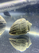 A textured olive green and brown miratesta celebensis snail shell with distinct ridges resting in clear water