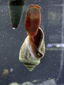 A reddish-brown sea slug clinging to a beige and brown textured conical miratesta celebensis snail shell