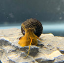 Vibrant yellow Poso rabbit snail with dark spiraled shell on rock