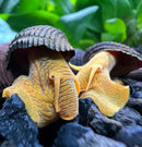 Two orange Poso rabbit snails with yellow bodies and brown spiral shells among black rocks