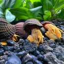 Three vibrant orange Poso rabbit snails with ridged brown shells in aquarium gravel and plants