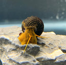 Vibrant yellow Tylomelania gemmifera snail on textured rock