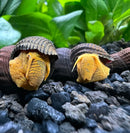 Two vibrant orange Poso rabbit snails in spiral shells on gravel