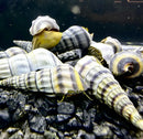 2 Purple Stripped Hercules Snails Brotia herculea with striped shells