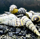 Striped seashell aquarium decor set with natural stone base and 2 purple Hercules snails