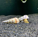 Purple and white striped Hercules snail shell with black speckles