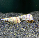 2 Purple Stripped Hercules Snails with purple and white spiral shells and brown stripes