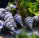 Blue and white striped seashell decor with 2 purple striped Hercules snails