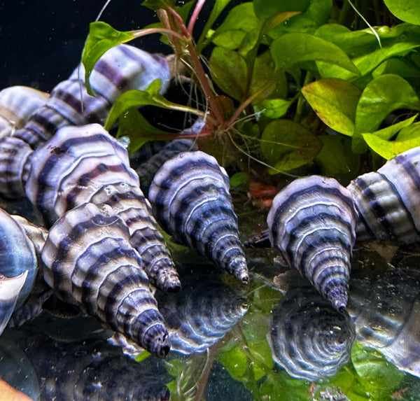 2 Purple Stripped Hercules Snail (Brotia Herculea) - AquaticMotiv
