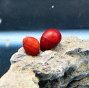 Two vibrant red ruby nerite snail shells rest glossy on a textured gray rock for aquarium decoration