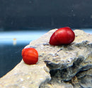 Red Ruby Nerite Snail x2 (Vittina Waigiensis) - AquaticMotiv