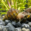 A brown and yellow striped brotia armata snail with a textured spiral shell resting on dark gravel among aquatic plants