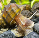 A brown and yellow striped freshwater spiky armata snail with a textured spiral shell and two prominent antennae