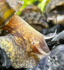 A brown and yellow spotted brotia armata snail with a textured mottled shell resting on dark rocks