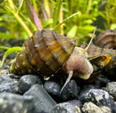 A brown and yellow striped spiky brotia armata freshwater snail on dark gravel with aquatic plants