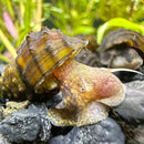 Two spiky armata snails brotia armata with brown and yellow armored bodies and spiky shell resting on dark rocks