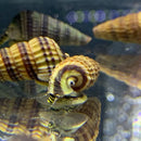 A yellow and brown striped spiral seashell with a textured ridged surface from 2 sulawesi king rabbit snails
