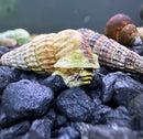 2 Sulawesi King Rabbit Snails (SUPER RARE) - [AquaticMotiv]