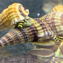A vibrant striped sulawesi king rabbit snail with yellow and black body clings to a textured conch shell
