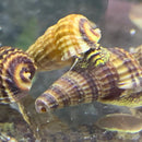 A cluster of 2 sulawesi king rabbit snails with spiraled shells featuring warm amber and deep brown bands