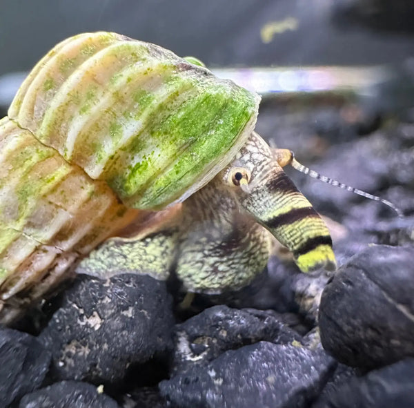 A vibrant green and beige hermit crab with yellow and black striped antennae nestled in a ridged shell for Sulawesi king rabbit snails