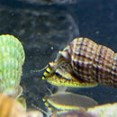 A vibrant yellow and black striped sulawesi king rabbit snail with a textured brown shell featuring intricate ridges