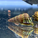A striped conical sulawesi king rabbit snail with brown and yellow bands on a reflective surface