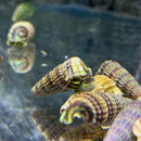 2 Sulawesi King Rabbit Snails (SUPER RARE) - AquaticMotiv