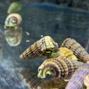 A cluster of intricately patterned brown and yellow striped sulawesi king rabbit snail shells with a greenish hermit crab